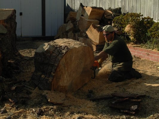 Photo of Cabrera Tree Care - San Francisco, CA, US. Carlos cut a bit of the trunk in thin slices so we could sand and varnish it, and count the rings!