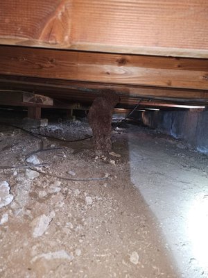 Photo of Crawlspace Clean - Danville, CA, US. Crawl space before