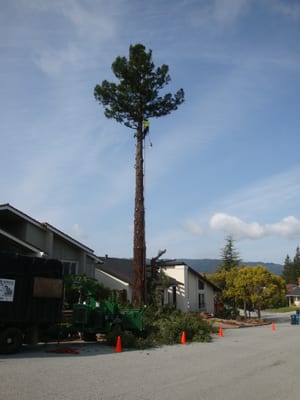 Photo of EC Tree Service - Redwood City, CA, US. San Carlos, CA