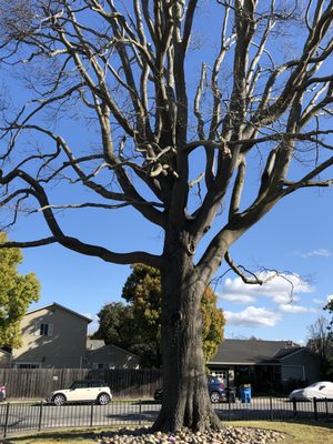 Photo of Precision Tree Care - Pacifica, CA, US. We used Precision Tree Care to trim our BIG pin-oak tree.  They took out all the mistletoe and thinned out the whole tree.  It looks great.