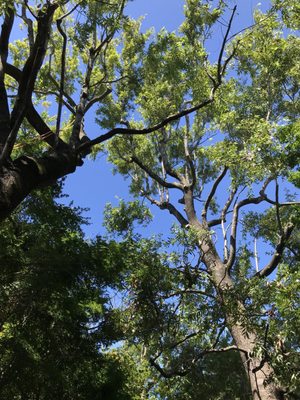 Photo of Precision Tree Care - Pacifica, CA, US. Blue Sky