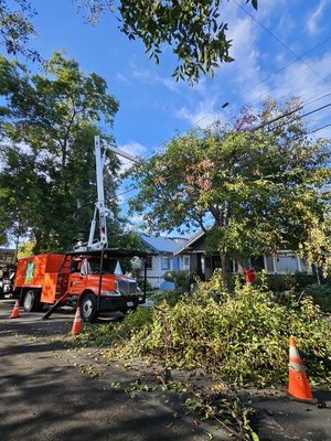 Photo of Madriz Tree service - Richmond, CA, US.