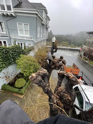 Photo of Sunrise Landscaping - San Francisco, CA, US. tree pruning