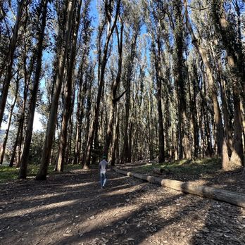 Lovers’ Lane at the Presidio