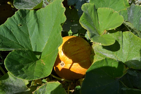 Photo of Gentle Giant's Gardening and Landscaping Services - San Francisco, CA, US.