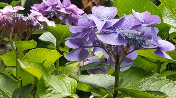 Photo of Jean Pierre Gardening - San Francisco, CA, US. a close up of a purple flower