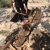 Unmaintained Sewer Filled with Roots. Amazing how they can grow