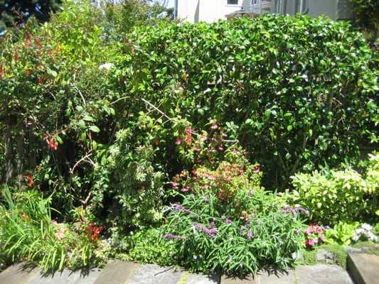 Photo of Jean Pierre Gardening - San Francisco, CA, US.