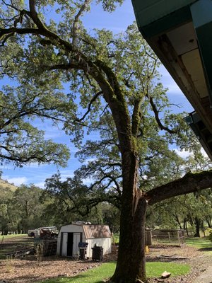 Photo of Urban Tree Care - Vallejo, CA, US. Remainder of tree