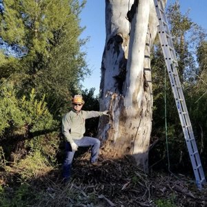 Joel’s Tree Service on Yelp