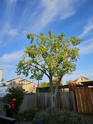 Photo of Madriz Tree service - Richmond, CA, US.