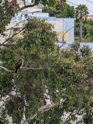 Photo of Cabrera Tree Care - San Francisco, CA, US.