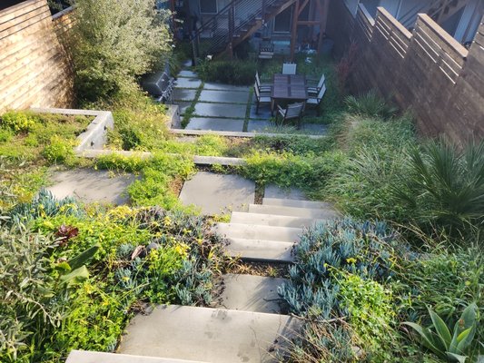 Photo of SF Gardening Services - San Francisco, CA, US. The Before