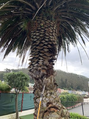 Photo of Cabrera Tree Care - San Francisco, CA, US. Before