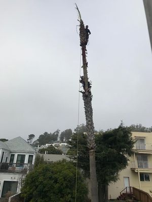 Photo of Cabrera Tree Care - San Francisco, CA, US. High up there
