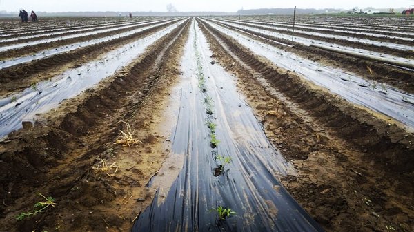 Photo of Terra Firma Farm - Winters, CA, US. First tomato planting of 2018