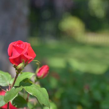 Centennial Gardens and Bird Sanctuary