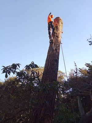 Photo of Guzman Landscaping - Richmond, CA, US. Three Service