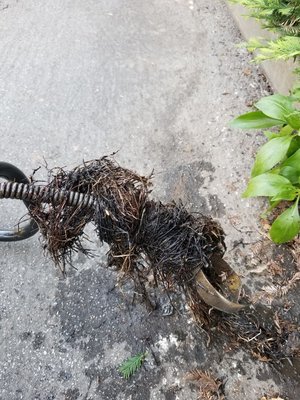 Photo of #1 Honest Plumber - Sunnyvale, CA, US. This is a root pulled out of 4" pipe