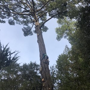 All Stars Tree Service on Yelp