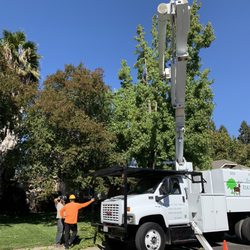 Elk Grove Tree Service