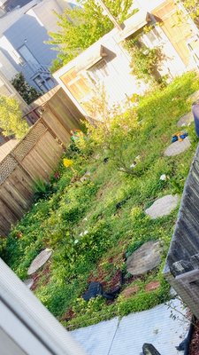 Photo of Discount Clean-Up Gardening - San Francisco, CA, US. Before