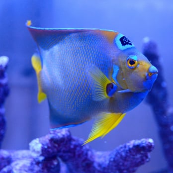 Reef Bar Aquarium Services