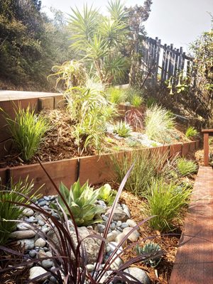 Photo of Forevergreen Landscape - San Francisco, CA, US. Agave and grasses
