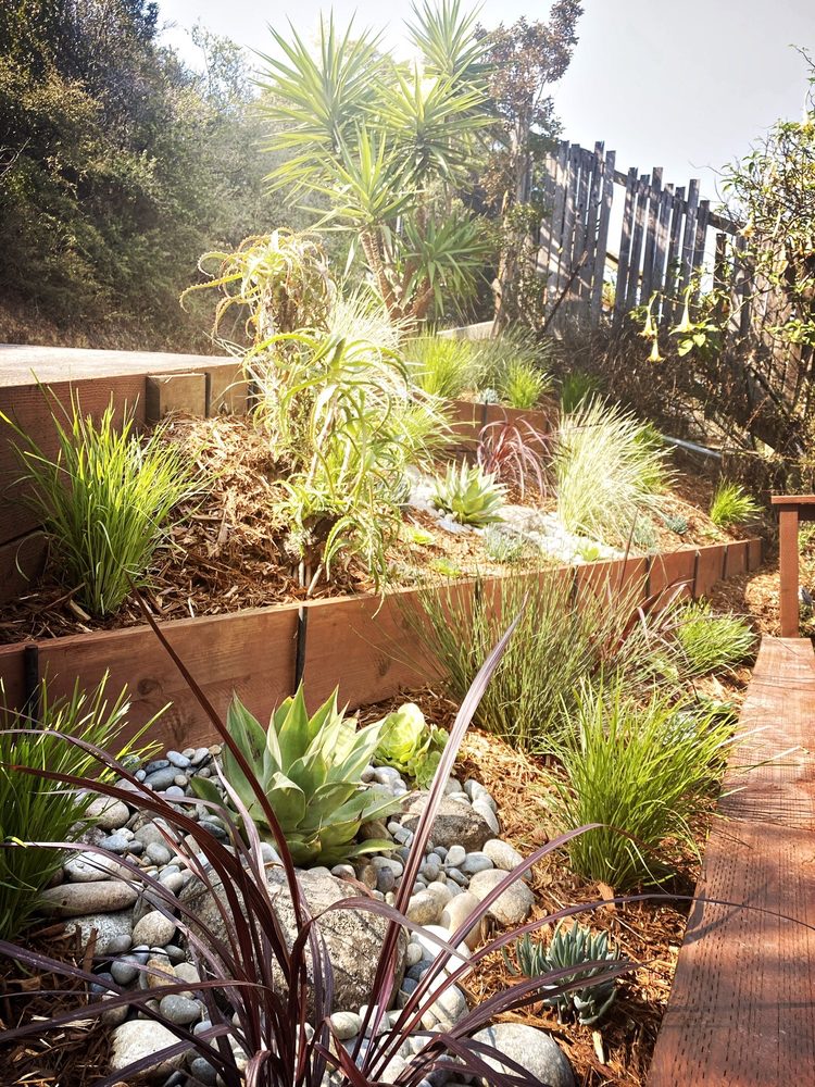 Photo of Forevergreen Landscape - San Francisco, CA, United States. Agave and grasses