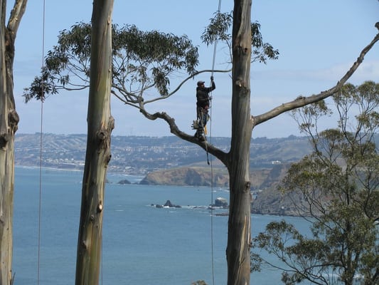 Photo of Precision Tree Care - Pacifica, CA, US. No job is too high for us.