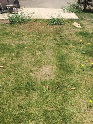 Photo of Jaime Munoz Gardening Services - South San Francisco, CA, US. Would you expect your lawn to look like this?