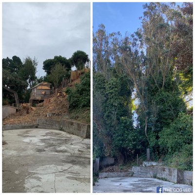 Photo of The Dog Professional Tree Service - San Francisco, CA, US. In this project, 3 eucalyptus trees over 90feet tall covered with ivy were removed.