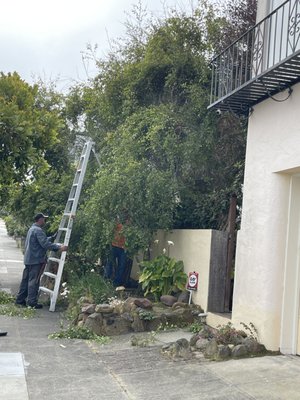 Photo of Evergreen Tree & Gardening Service - San Francisco, CA, US. Evergreen crew working on the Birch trees