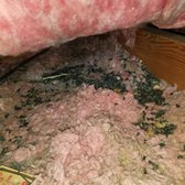 Attic Clean Up/Rodents