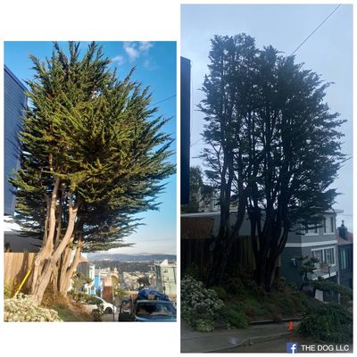 Photo of The Dog Professional Tree Service - San Francisco, CA, US. Today Project on Golden Gates Heights .