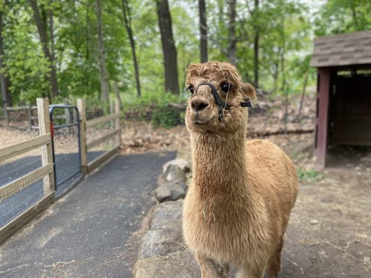 Photo of Abma's Farm Market, Greenhouses, and Petting Zoo - Wyckoff, NJ, US. He said "Alpaca lunch for you." I was dead.