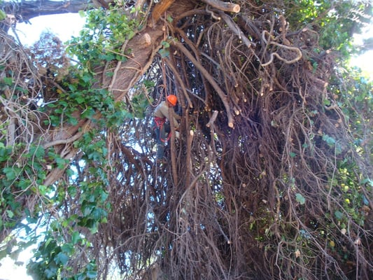 Photo of EC Tree Service - Redwood City, CA, US. Cypress Tree