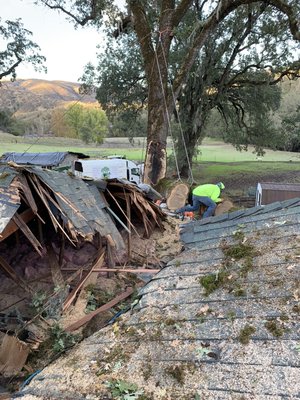 Photo of Urban Tree Care - Vallejo, CA, US. Damage done by rain and tree fell over