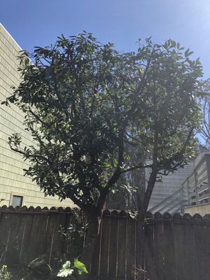 Photo of Cabrera Tree Care - San Francisco, CA, US.