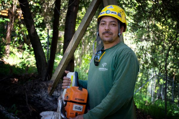 Photo of Ponderosa Tree Service - Oakland, CA, US. One of our climbers with over 20 years experience