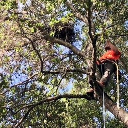 Britton Tree Services