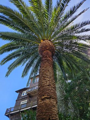 Photo of Madriz Tree service - Richmond, CA, US. Beautifully shaped palm