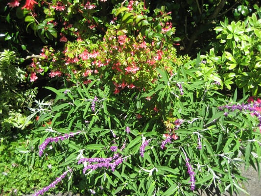 Photo of Jean Pierre Gardening - San Francisco, CA, US. a bush of purple flowers