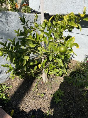 Photo of D A C Landscape S F - San Francisco, CA, US. Love my lemon tree