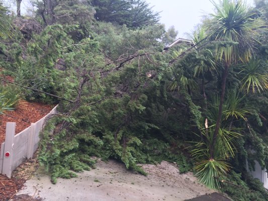 Photo of EC Tree Service - Redwood City, CA, US. Let us help you with your fallen trees.