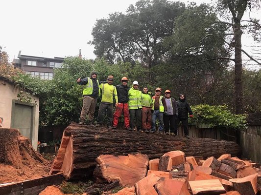 Photo of Ponderosa Tree Service - Berkeley, CA, US. Cut down tree with experienced crew on top