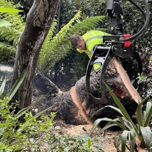 Cal-Line Tree Care - San Mateo on Yelp