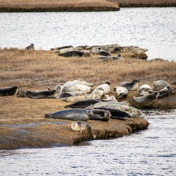 Long Island Whale & Seal Watching