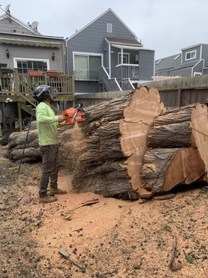 Photo of The Dog Professional Tree Service - San Francisco, CA, US. Big Cyprees tree removal