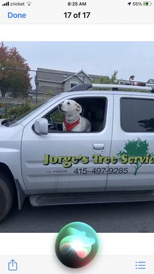 Photo of Jorge's Tree Service - San Rafael, CA, US.